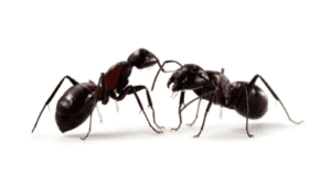 Hvor intelligente er maur?  – Hjemmeguiden