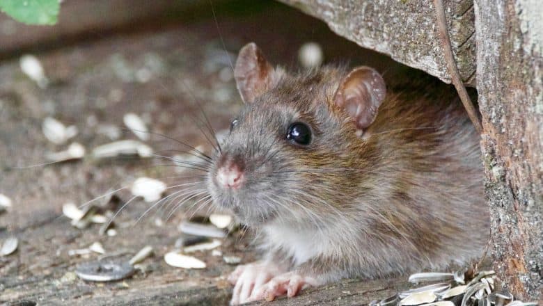 Hvordan bli kvitt rotter ute: tegn, tips og løsninger