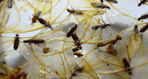Fakta om underjordiske termitter – Hjemmeguiden
