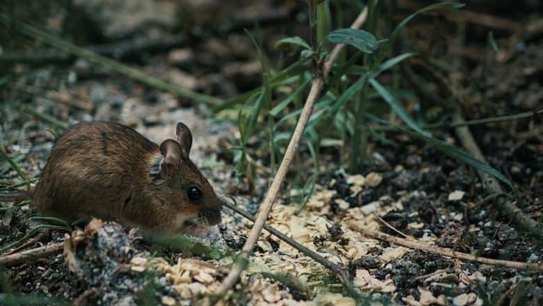 Hvordan hindre rotter fra å komme inn i kjelleren din