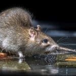 Borettslag i Skien ble kvitt 17 rotter med rimeligere serviceavtale mot skadedyr
