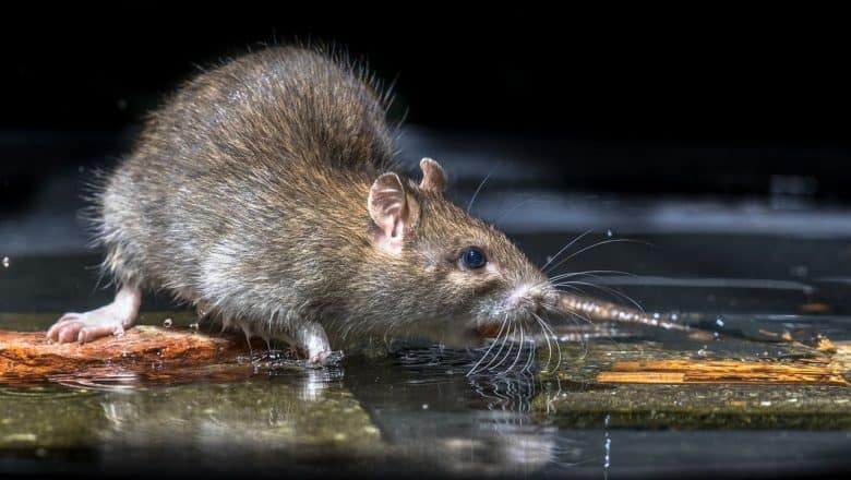 Borettslag i Skien ble kvitt 17 rotter med rimeligere serviceavtale mot skadedyr