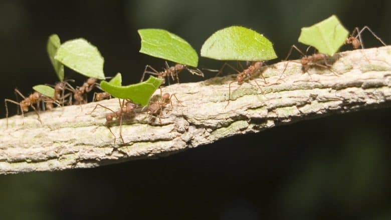 Hvorfor det er viktig å bruke maurmiddel mot maur så tidlig som mulig